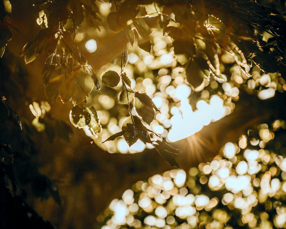 Sonnenlicht scheint durch die Blätter eines Baumes hindurch
