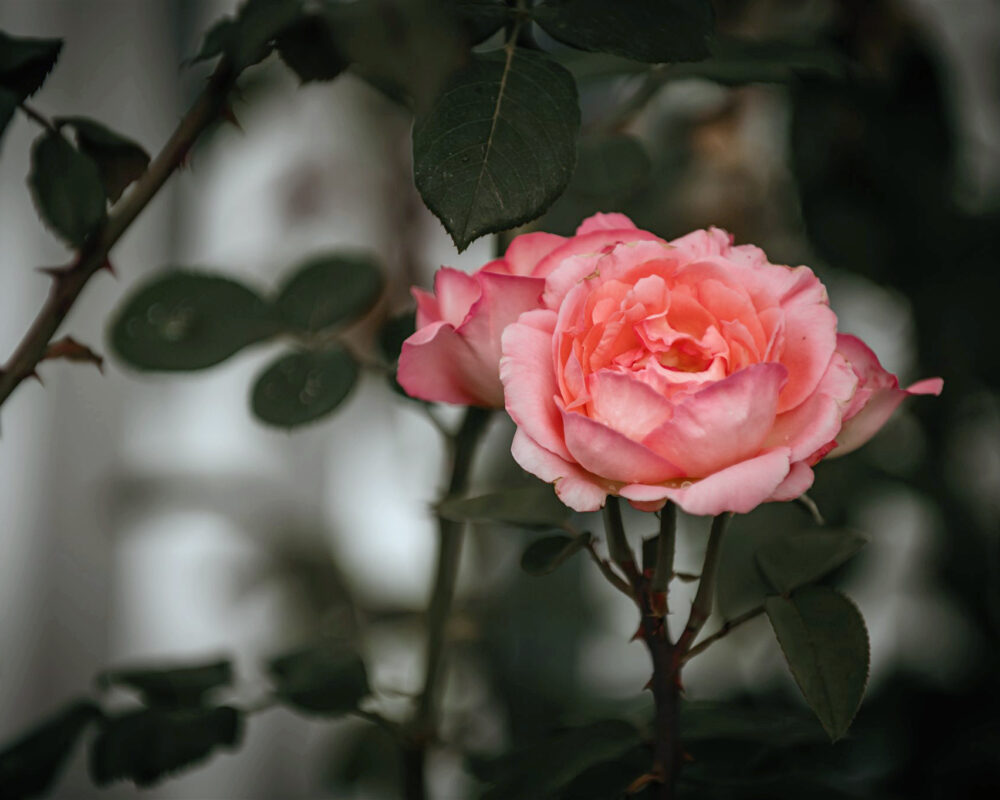 Eine Rose im Garten