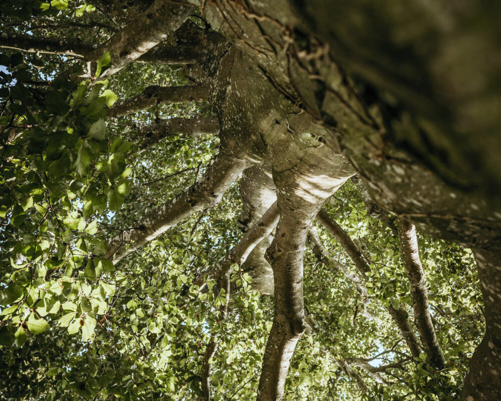 Baum