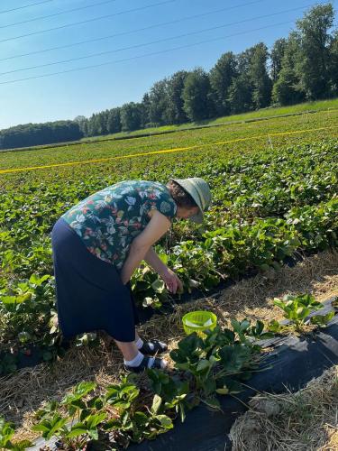 230600 Erdbeeren (4)